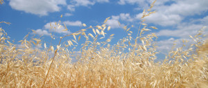 Oats | Buy Seed | Sell Grain | Dawson Creek