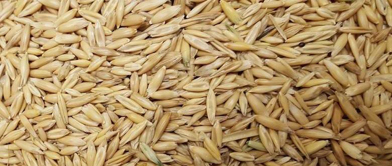 Sell Oats | Grain Marketing | Agro Source