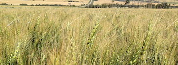 Wheat Field | Buy | Sell | Wheat