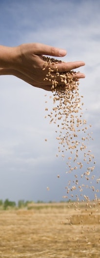 Custom Trucking | Grain | Fertilizer | Peace River