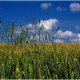 Wild Oats | Crop Resistance | Dawson Creek