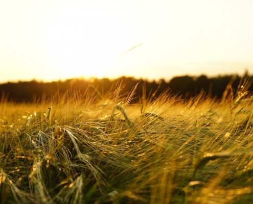 Meredith Malt Barley | Agro Source | Dawson Creek