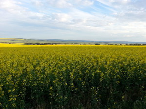 Canola Seed | Roundup Ready | Dawson Creek