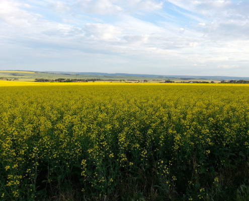 Canola Seed | Roundup Ready | Dawson Creek