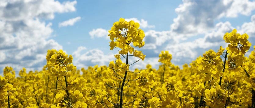 Buy Canola Seed | Dekalb | InVigor | BC