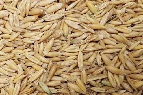 Sell Oats | Grain Marketing | Agro Source