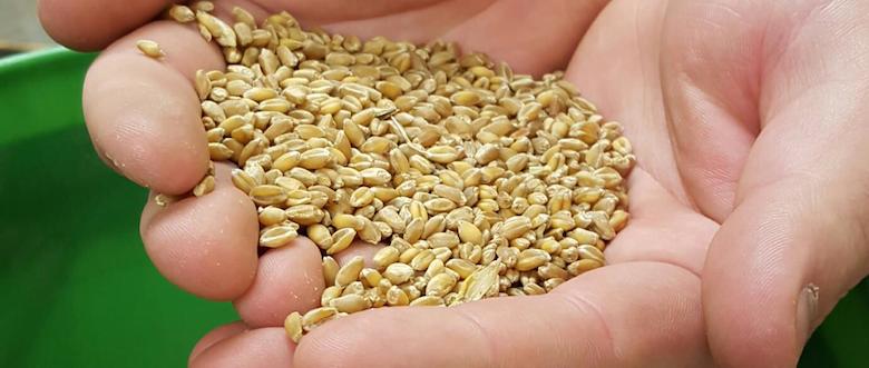 Buy Wheat Seed | Agro Source | Dawson Creek