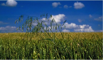 Wild Oats | Crop Resistance | Dawson Creek