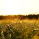 Meredith Malt Barley | Agro Source | Dawson Creek