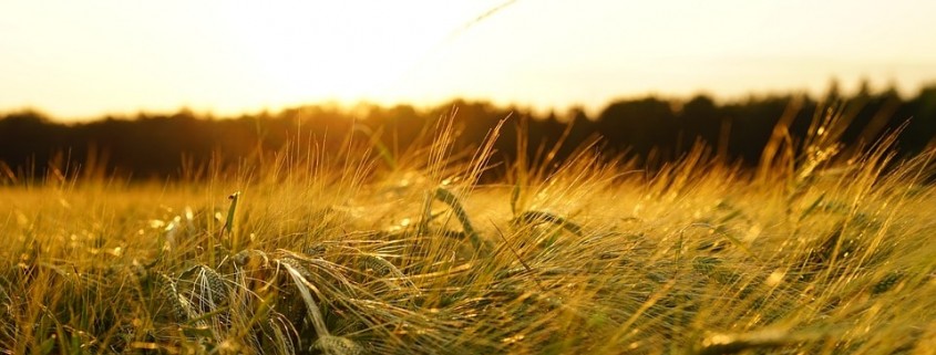 Meredith Malt Barley | Agro Source | Dawson Creek